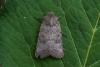 Hoplodrina hesperica